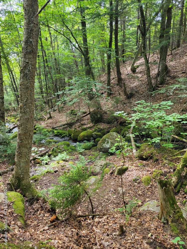 Fototapeta premium Forest Trails