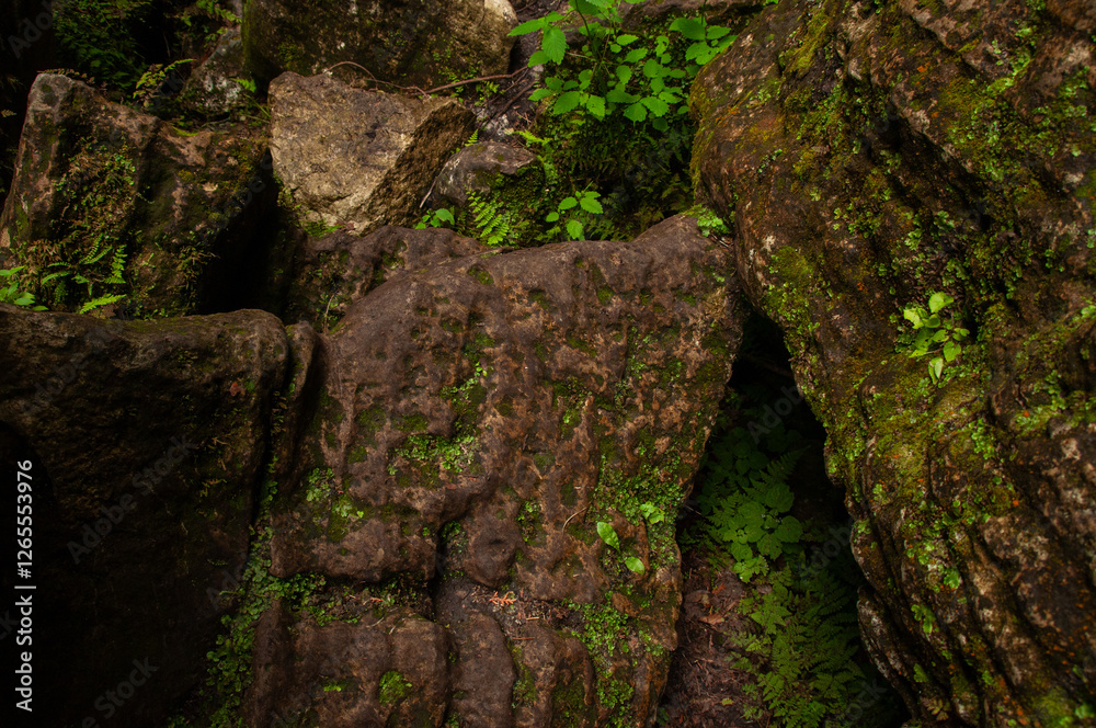A close-up of textured rock boulders covered in plants and moss on the Niagara Escarpment (Bruce Trail) A close-up of textured rock boulders covered in plants and moss on the Niagara Escarpment (Bruce Trail)