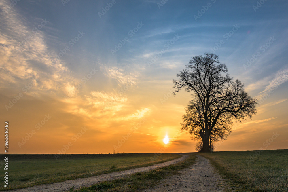Fototapeta premium Gravel path leads to a single tree in foggy morning mood in the sunrise