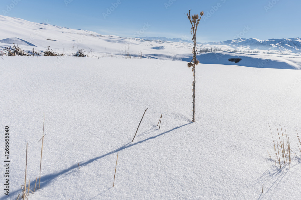 Dried thistle on a snowy field in the mountains. Selective focus. Dried thistle on a snowy field in the mountains. Selective focus.