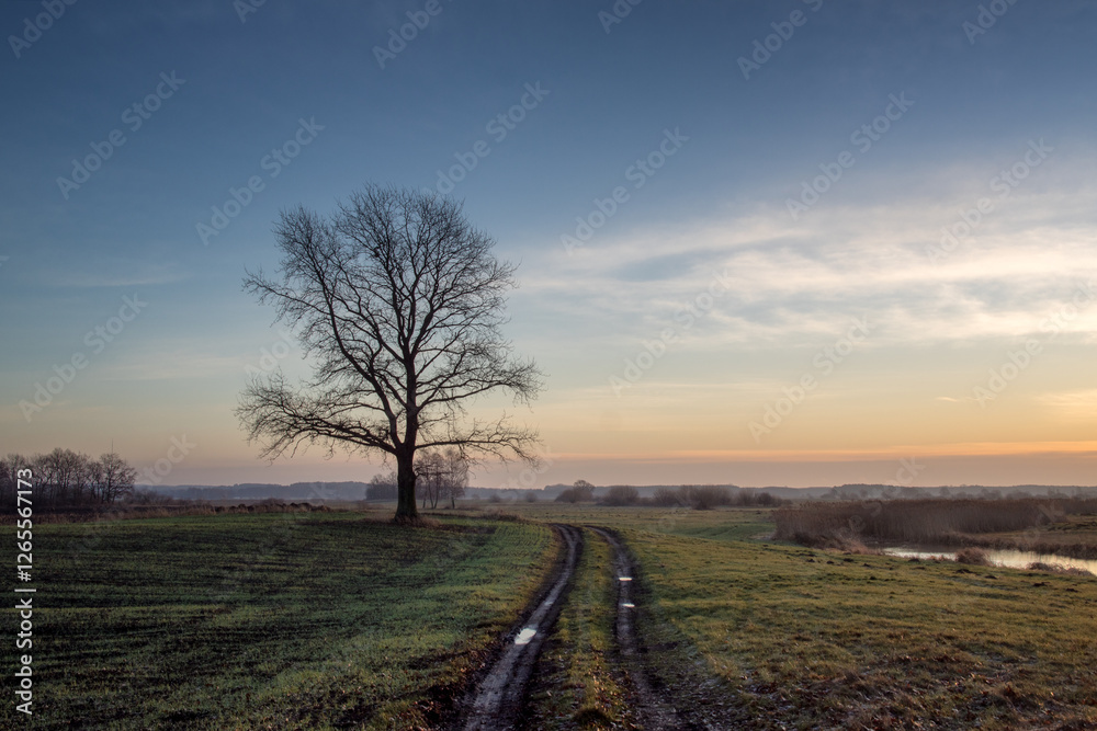 Łąki i drzewa w porannym słońcu, Podlasie, Polska