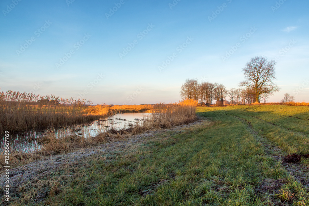 Łąki i drzewa w porannym słońcu, Podlasie, Polska