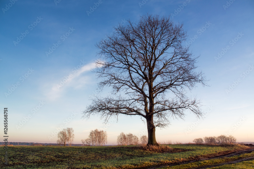 Łąki i drzewa w porannym słońcu, Podlasie, Polska