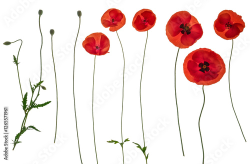 Red field poppies (c) - side on PNG isolated images including foliage, open flowers and flower buds