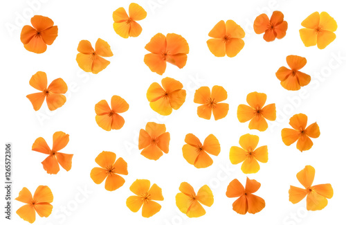 Eschscholzia (Californian Poppy) flower heads - top down PNG isolated images 