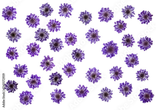 Purple scabious (pincushion flower) flower heads, isolated, photographed from the top down, PNG file