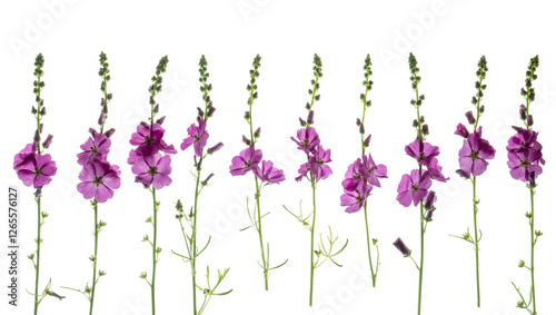 Sidalcae (Prairie Mallow) flowers and stems photographed from the side on. Isolated, PNG file.