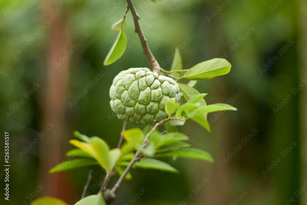 A close-up image of fresh and ripe sugar apple (Annona squamosa). This fruit features green skin with a unique scaly pattern. The soft white flesh and black seeds are clearly visible, creating an appe A close-up image of fresh and ripe sugar apple (Annona squamosa). This fruit features green skin with a unique scaly pattern. The soft white flesh and black seeds are clearly visible, creating an appe