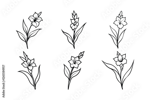 Gladiolus (Gladiolus spp.)