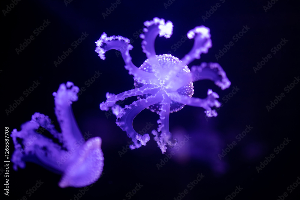 Obraz premium Phyllorhiza punctata. Jellyfish in water. Floating bell. Australian spotted jellyfish. White-spotted jellyfish