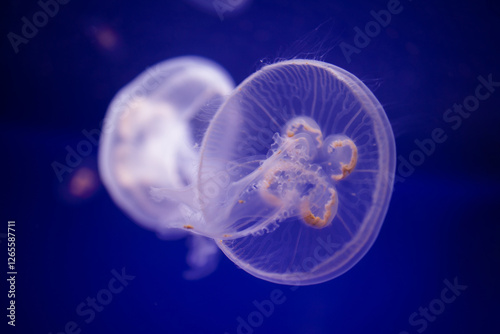 Aurelia aurita. Jelly fish in the sea. Medusozoa. Medusa.	