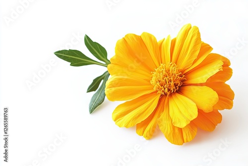 fresh marigold flower or tagetes erecta isolated on white background. space for text.