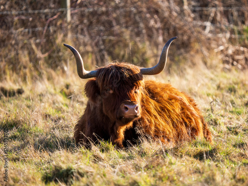 Backlit Highland Cattle in a Field photo