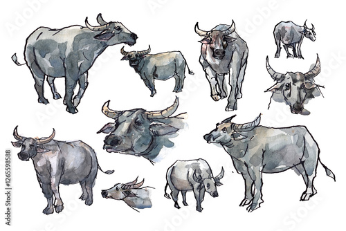 watercolor painting and ink sketching of buffalo 
