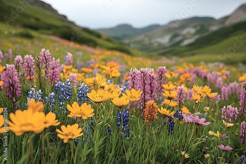 Vibrant wildflower meadow in a serene valley, showcasing a colorful array of blooms under soft light photo