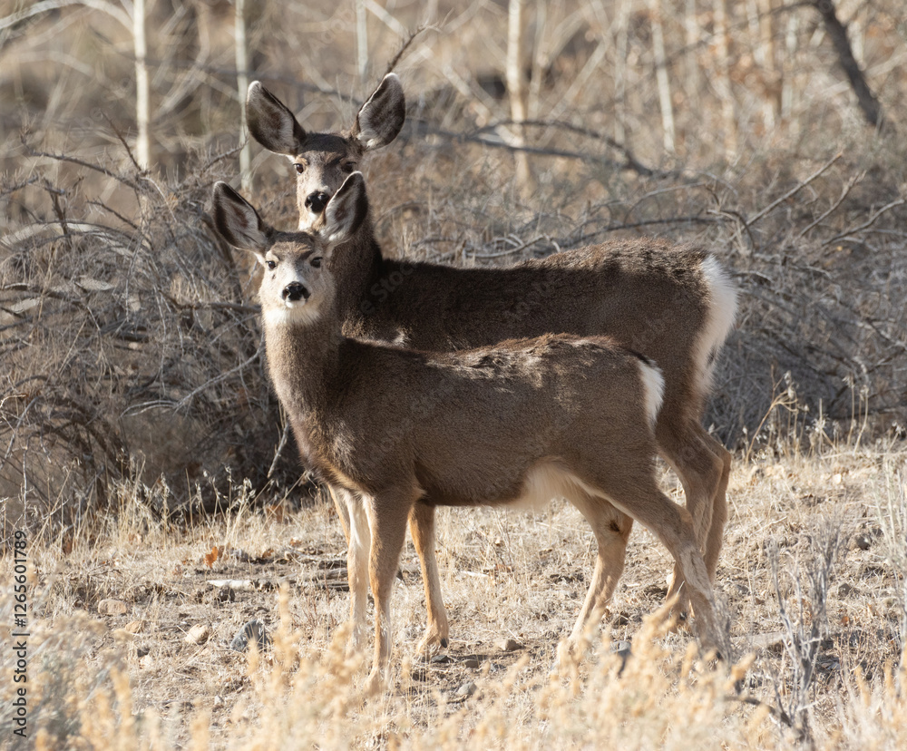 deer in the woods