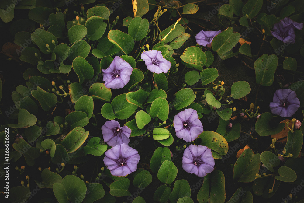 Beach Morning Glory or Ipomoea pes-caprae Sweet flowers with green leaves. Beach Morning Glory or Ipomoea pes-caprae Sweet flowers with green leaves.