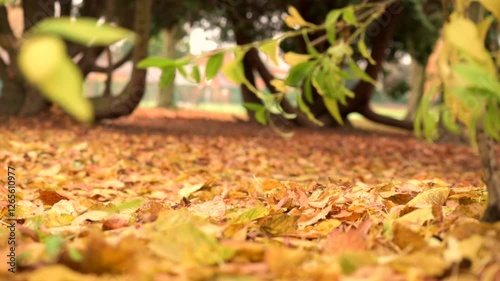 Track of Slow Motion Autumn Leaves Being Kicked with Pink Wellies and Dog Walking