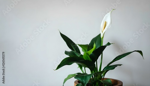 Un lirio de paz en una maceta de madera contra una pared blanca photo