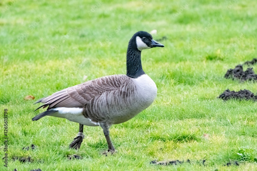 Canada goose walking on green grass in park Canada goose walking on green grass in park