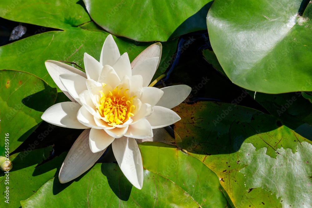 White water lily blooms among vibrant lily pads floating on calm lake pond warm sunny day. Green fresh lotus leaves reflect golden sunshine, creating tranquil aquatic scene of fresh summertime beauty White water lily blooms among vibrant lily pads floating on calm lake pond warm sunny day. Green fresh lotus leaves reflect golden sunshine, creating tranquil aquatic scene of fresh summertime beauty