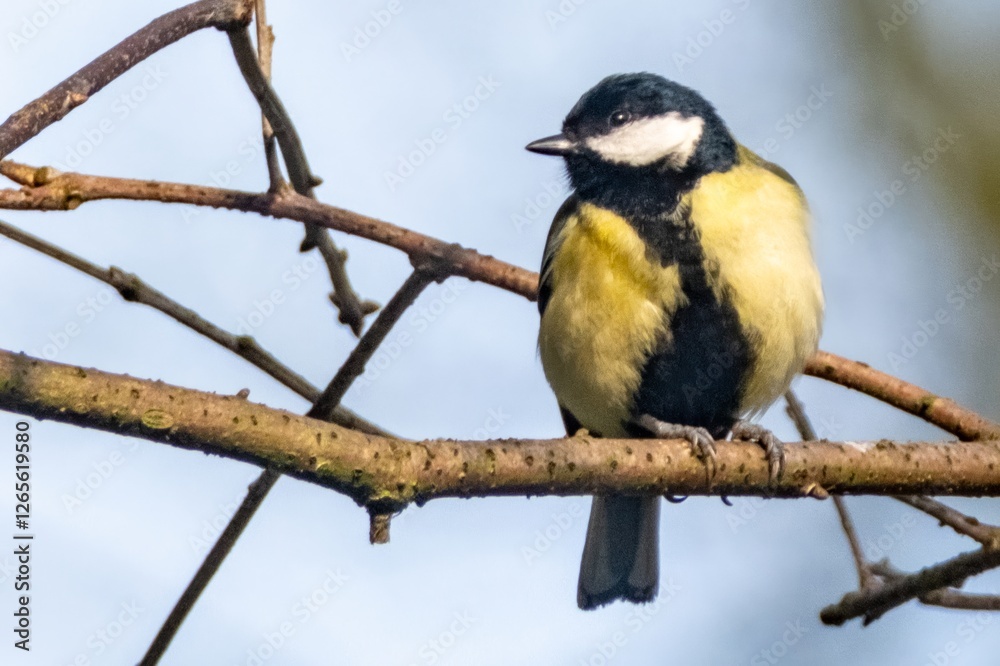 Great tit perched on branch in natural environment