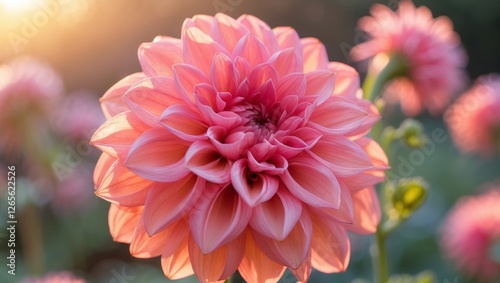 Beautiful pink dahlia flower in sunset golden light garden soft bloom petal macro plant flora fresh