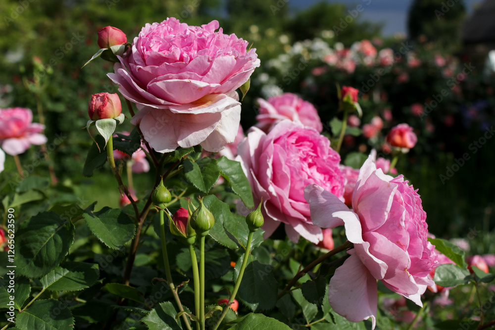 Fototapeta premium Romantic rose garden in summer sunlight. Blooming pink roses with lush greenery. Picturesque flower bush in botanical garden