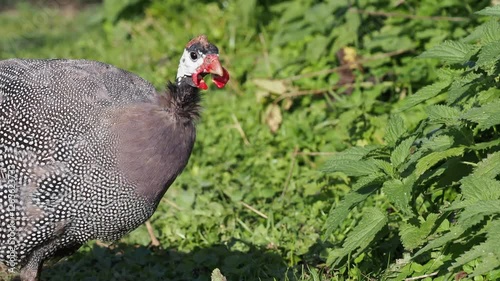 Domestic Guinea Fowl in the Garden