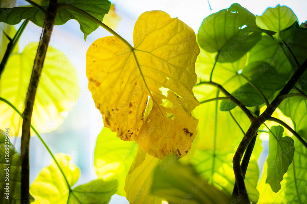 Obraz premium ウンベラータの葉が黄色くなる