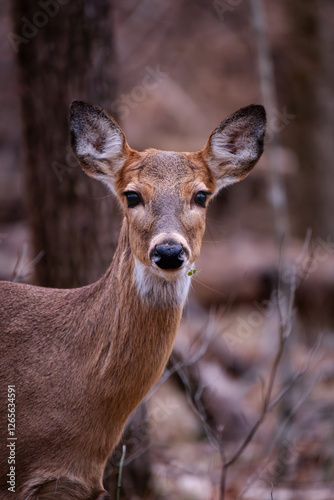 Photography Whitetail deer headshot holding plant