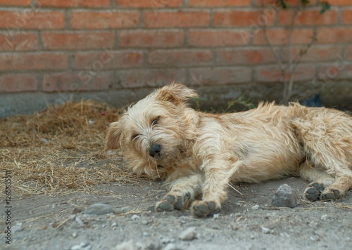 Sleepy street dog in Mexico
