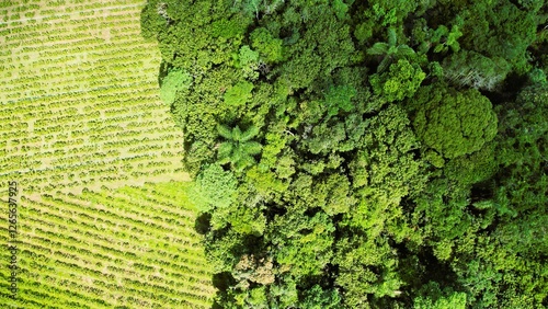 The contrast between agriculture and the tropical forest, in Brazil