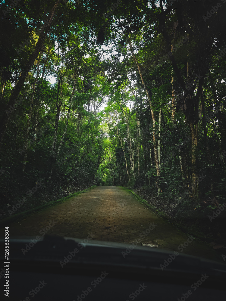 Fototapeta premium road in the forest