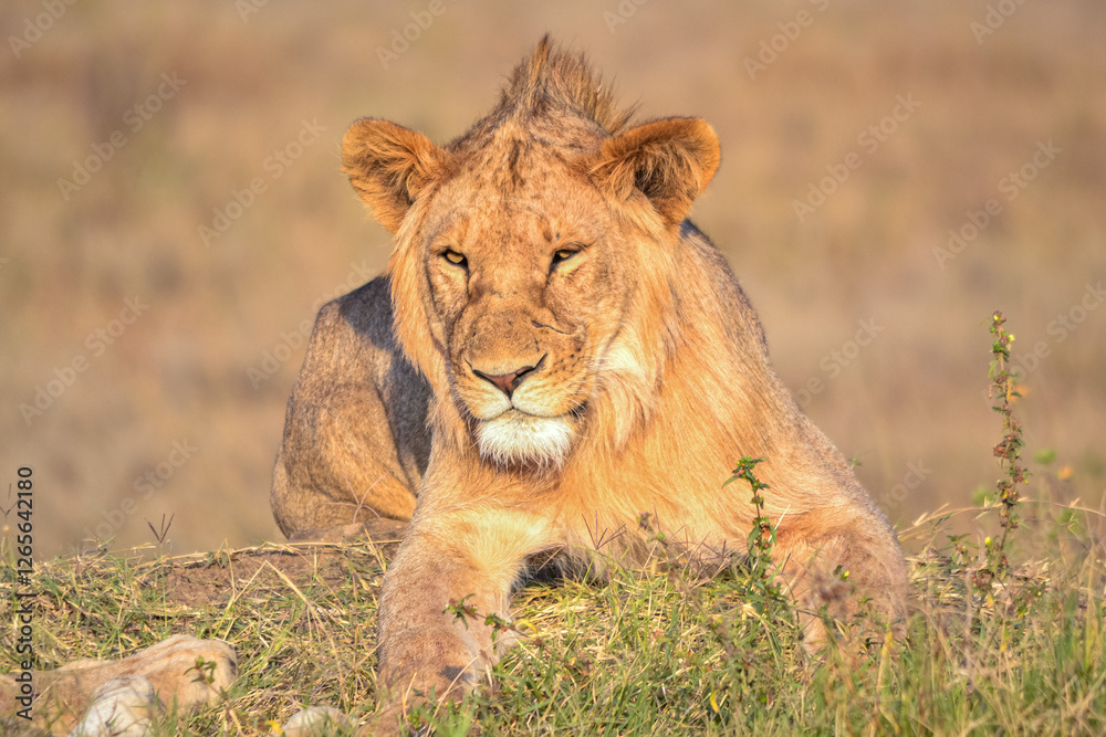 Fototapeta premium View of the Serengeti National Park