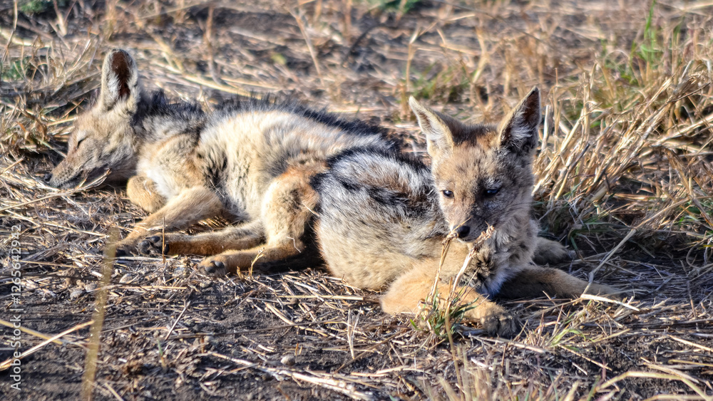 View of the Serengeti National Park