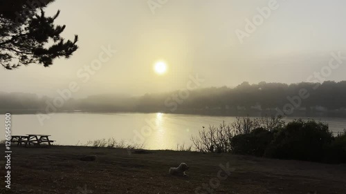 White dog lying down enjoying golden sunrise over lake and hills