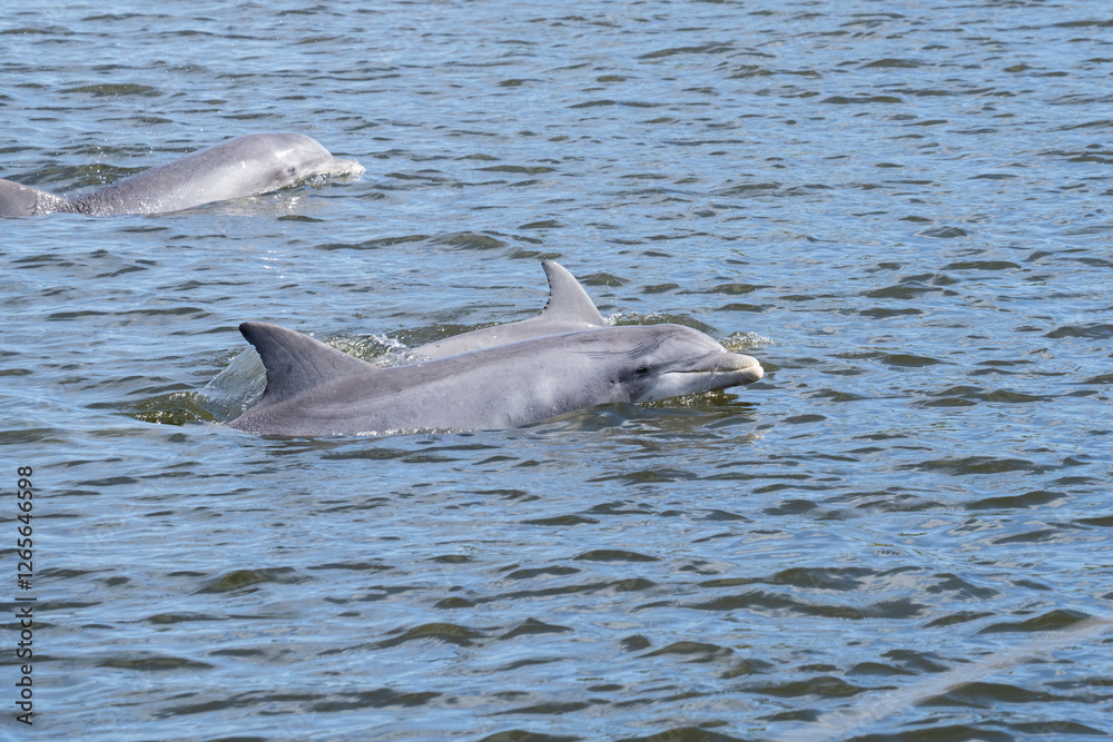 Fototapeta premium dolphin playing in the water