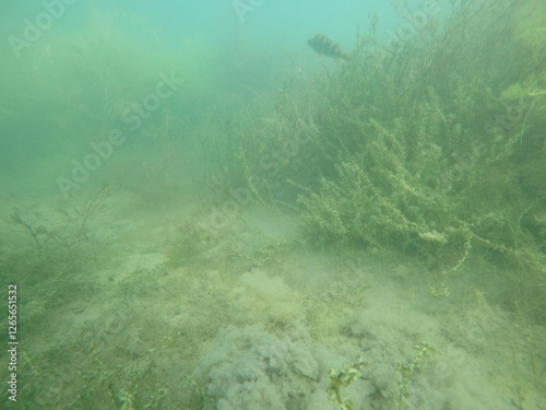 underwater freshwater lake scenery, focusing on fish, macrophytes, and the lakebed