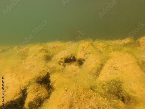Underwater scenery fish macrophytes and bottom of the freshwater lake, lakebed photo