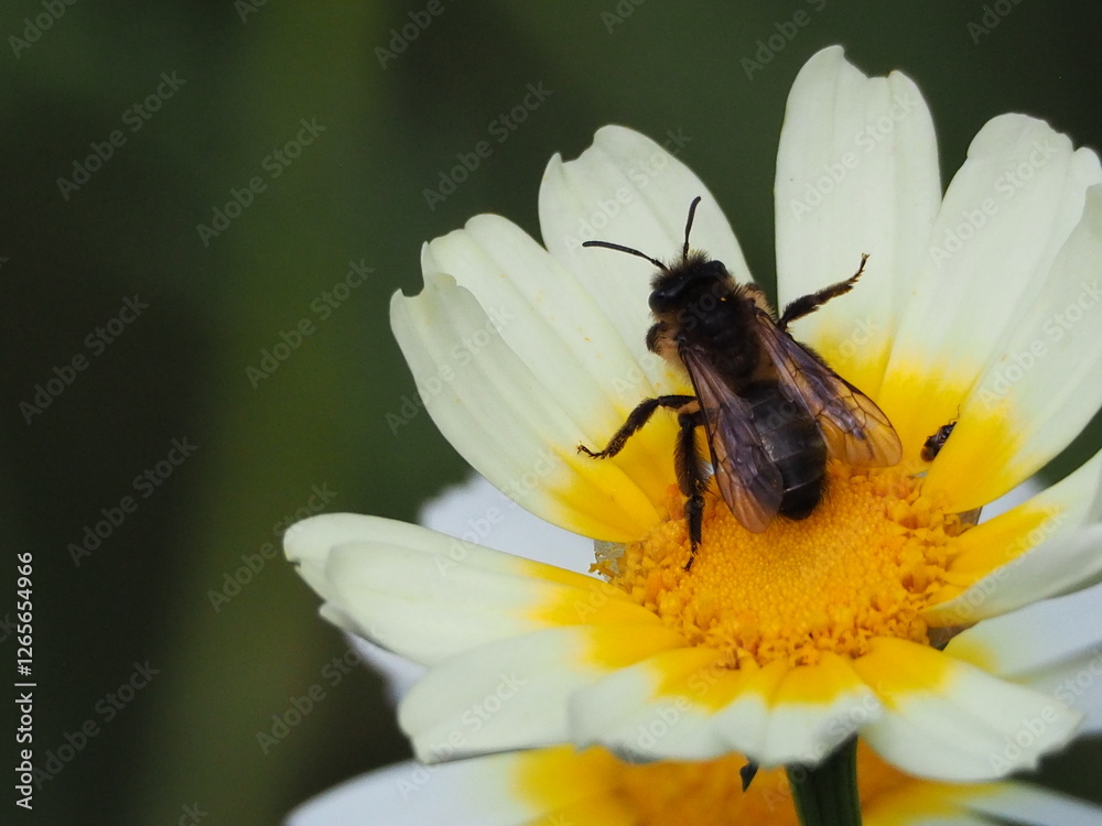 Bee pollinating a white and yellow daisy in a spring meadow, captured in close-up macro photography. Bee pollinating a white and yellow daisy in a spring meadow, captured in close-up macro photography.