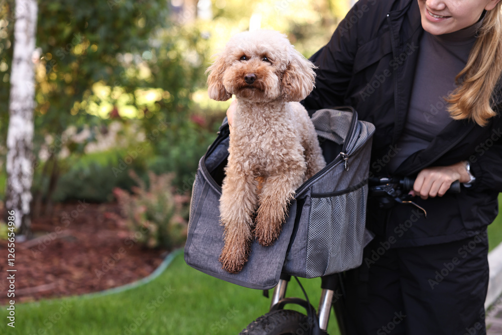 Φωτογραφία Woman with bicycle and cute Toy Poodle dog in pet carrier outdoors, closeup