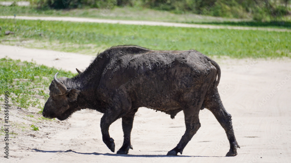 A magnificent Bison gracefully walking through a beautiful and natural landscape scene Tarangire National Park Tanzania Africa A magnificent Bison gracefully walking through a beautiful and natural landscape scene Tarangire National Park Tanzania Africa