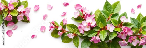 A beautiful cluster of weigela flowers with a white background, botany, petals, spring photo