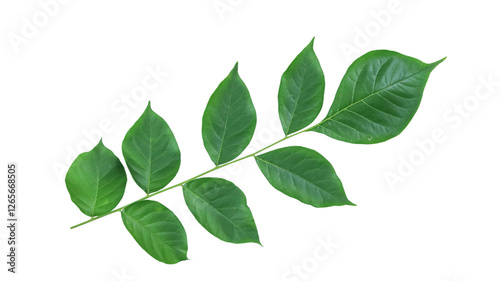 Cut out Millingtonia hortensis or Indian Cork leaves with clipping paths on white background