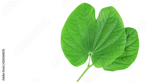 A bauhinia leaf isolated on a white background, showcasing its unique split shape for creative use.