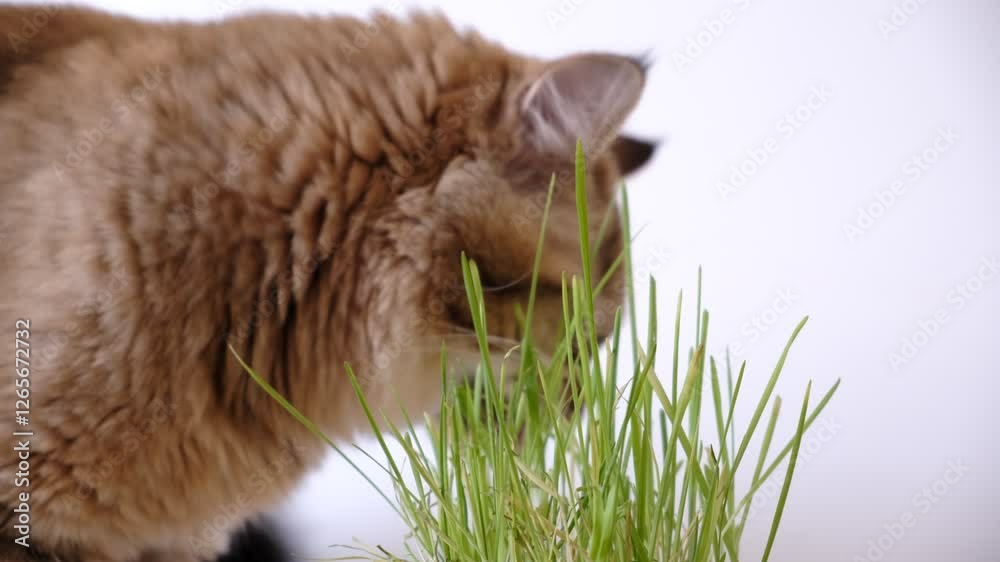 Domestic cat eating freshly grown green grass at home. Sprouted oats. Animal food supplement to support treatment of hair clumps.