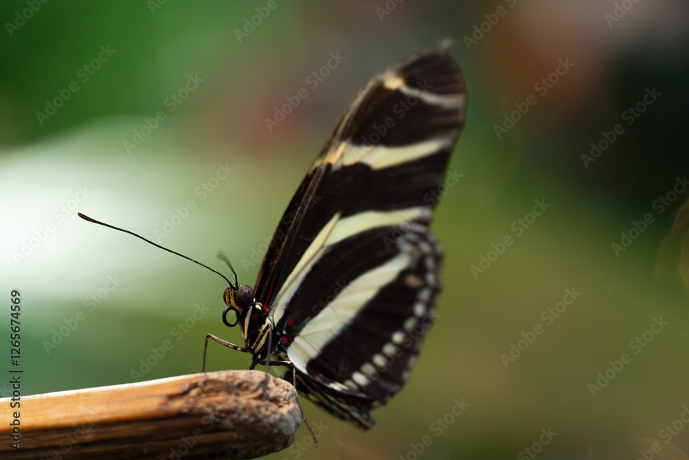 Obraz premium butterfly on stick