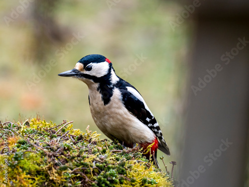 Buntspecht (Dendrocopos major)