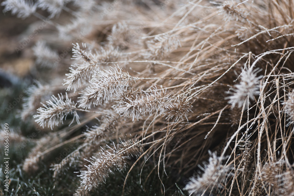 Frosty foxtail fountain grass background. Close-up view of dwarf Chinese pennisetum (Cenchrus alopecuroides) covered with hoarfrost. Scenic natural pattern Frosty foxtail fountain grass background. Close-up view of dwarf Chinese pennisetum (Cenchrus alopecuroides) covered with hoarfrost. Scenic natural pattern